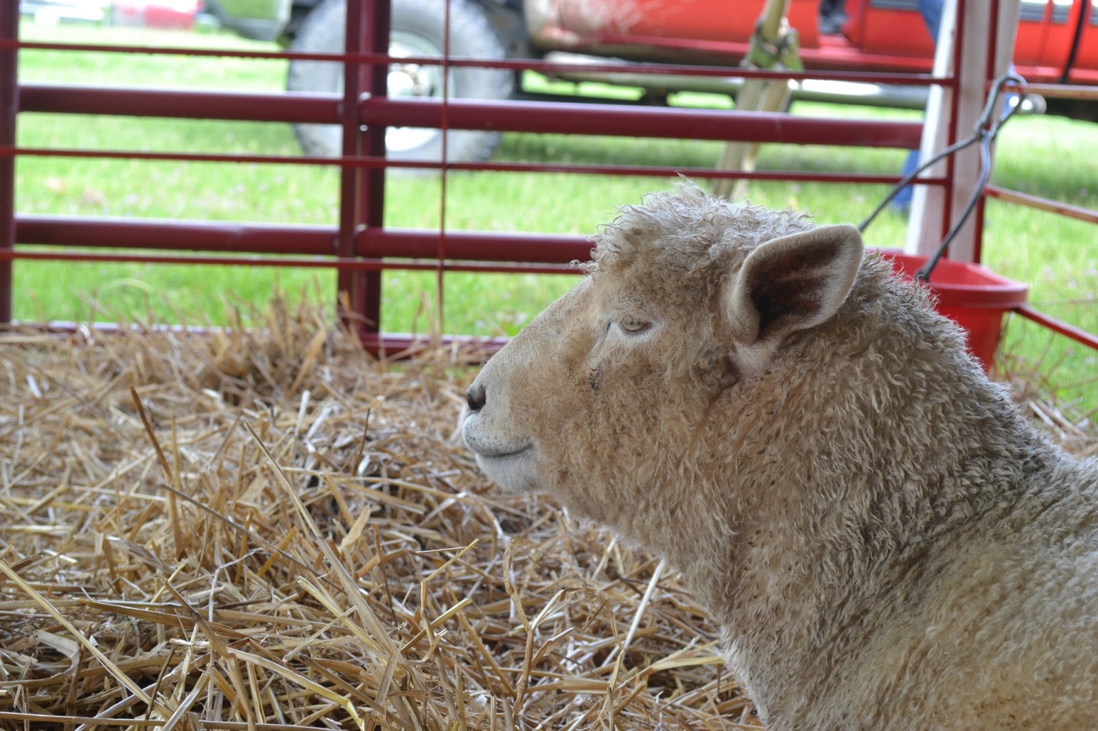 Redeeming Acres KY Sheep and Fiber Festival