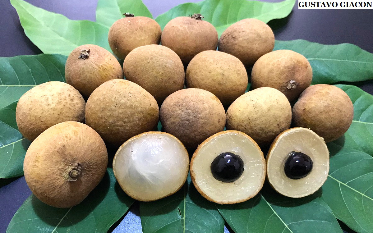 Viveiro Ciprest - Plantas Nativas e Exóticas: Longana Tailandesa Biew