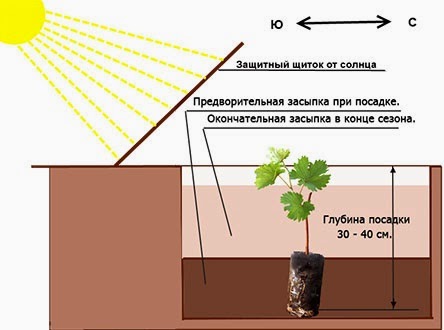 Как расположить виноград на участке по сторонам света схема