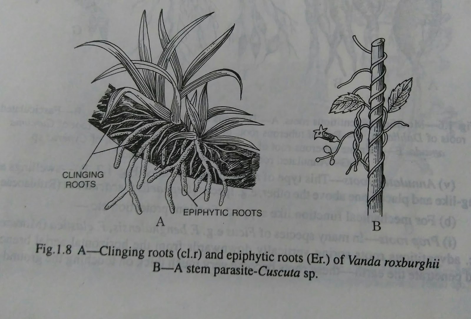 Roots modified roots and functions of rootdigieduco