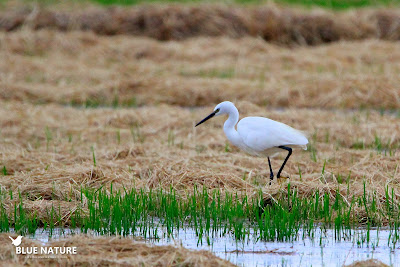 Garceta común (Egretta garzetta) en los cultivos de arroz. Blue Nature