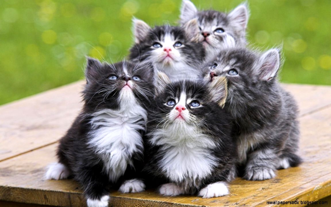 Cute Kittens Wallpapers Exceptional Cute Kittens Wallpapers Exceptional