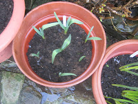 Garlic - Grown In Pots