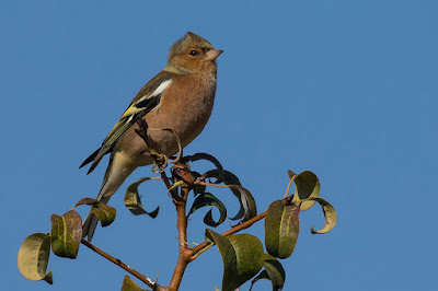 Pinsà comú (Fringilla coelebs)