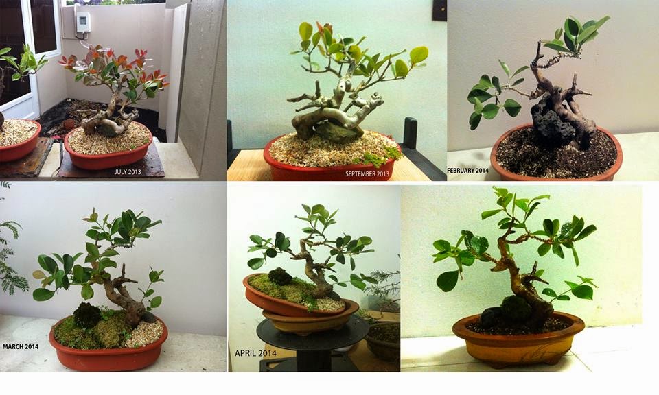 Bonsai Mauritius Bonsai Club First informal meeting part 2
