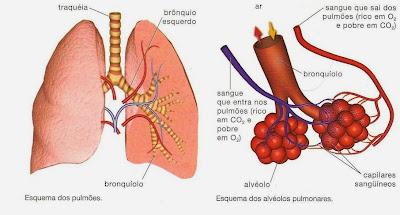 Resultado de imagem para esquema de troca e gases pulmonar