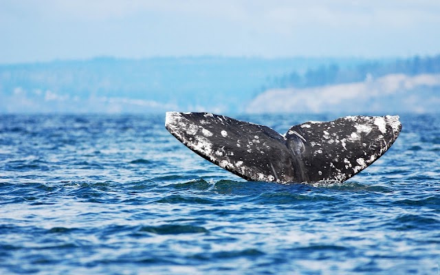 Tail of a whale above the surface