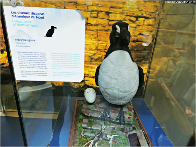 Costa de Labrador del Biodôme: Pingüino o Alca Gigante