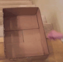 gato caixa escada gif