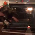 Estudiante de 18 años mete a un gatito dentro de un horno hirviendo