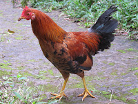 Chicken Images