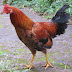 Chicken Animal Names And Pictures