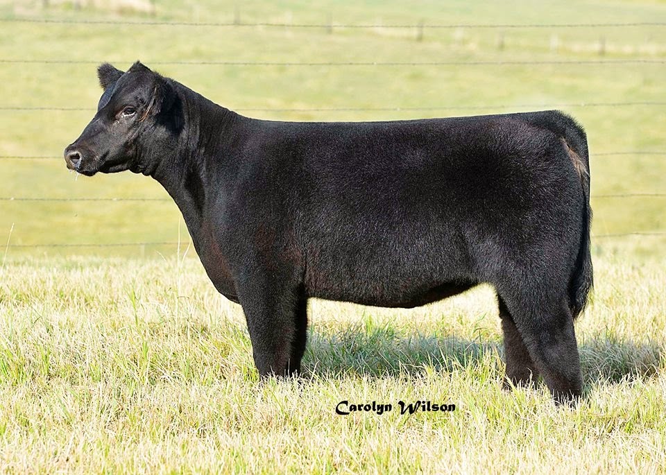 DIAMOND G CATTLE CO. BIG TIME SHOW HEIFER!!