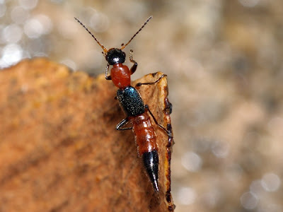 Kumbang Rove