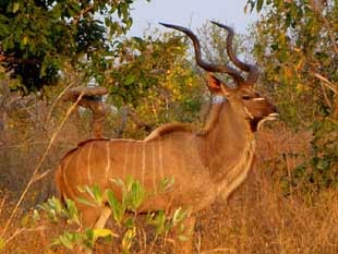 Kudu Bull