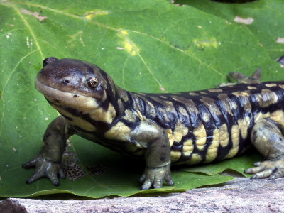 Tiger salamanders | The Life of Animals