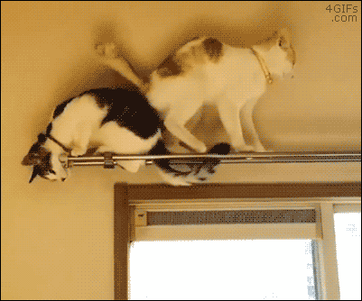 Funny cats - part 217, best cats, cute cat gifs, adorable cat gif