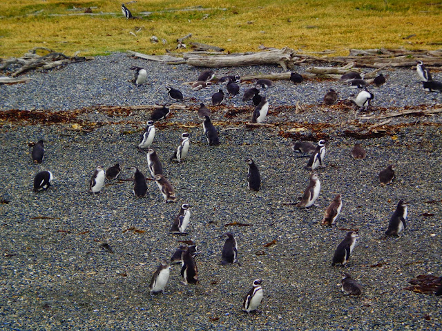 ushuaia passeio pelo canal beagle