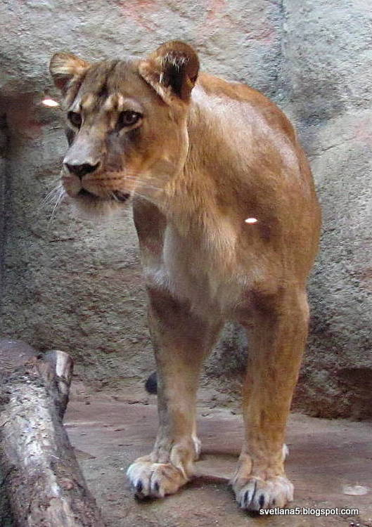 Zoo Zagreb levinja