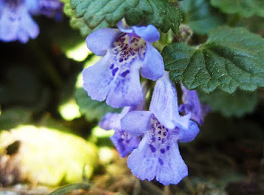 Hiedra terrestre (Glechoma hederacea) flor silvestre azul