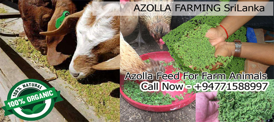 Azolla Farming Srilanka - (අසොලා සත්ව ආහාර)