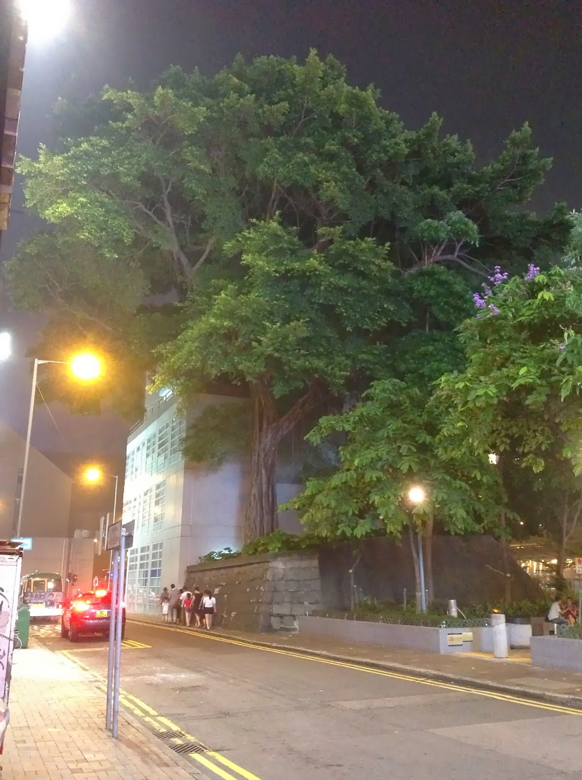 Big tree in Hong Kong, near waterfront in Tsim Sha Tsui