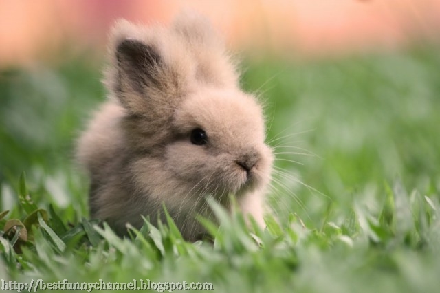 Very small bunny.