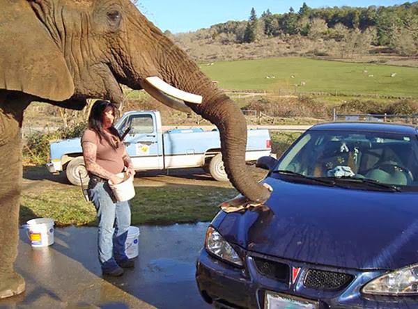 Слоны car parking. Elephant and car картинка шуточная картинка. Elephant and car картинка. Same same car-elefante. Elephant car