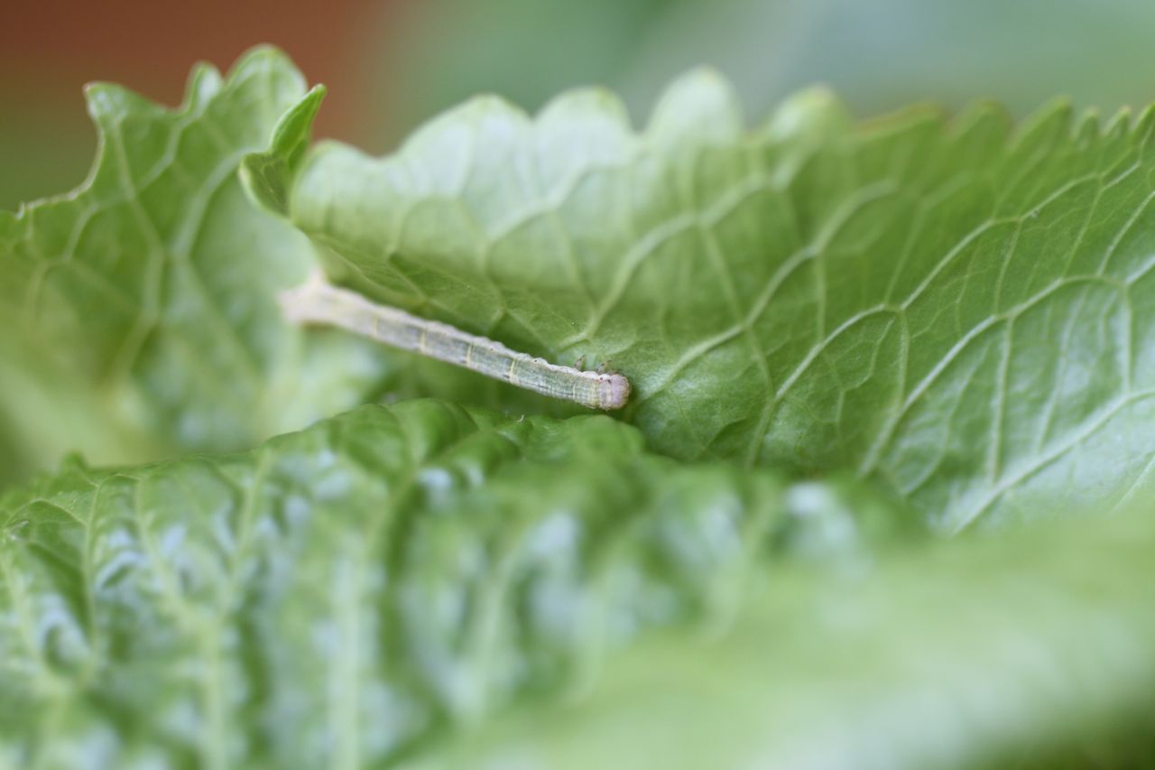 Shadows & Light Horseradish Salad