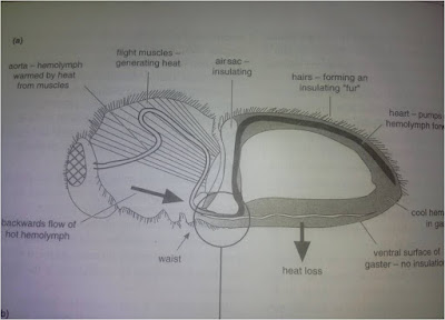 Modifications of circulatory system in insects
