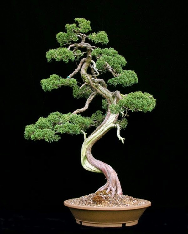 Magnificent bonsai types