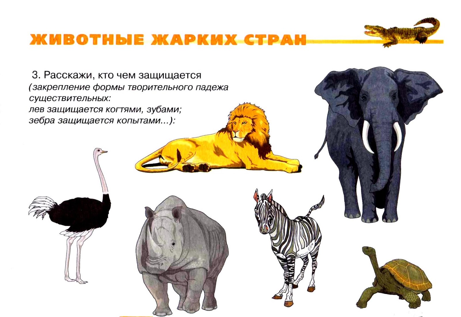 Животные и птицы жарких стран