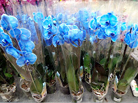 sztucznie barwione niebieskie storczyki sprzedawane w OBI