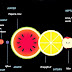 Cat de mari sunt planetele in comparatie cu fructele
