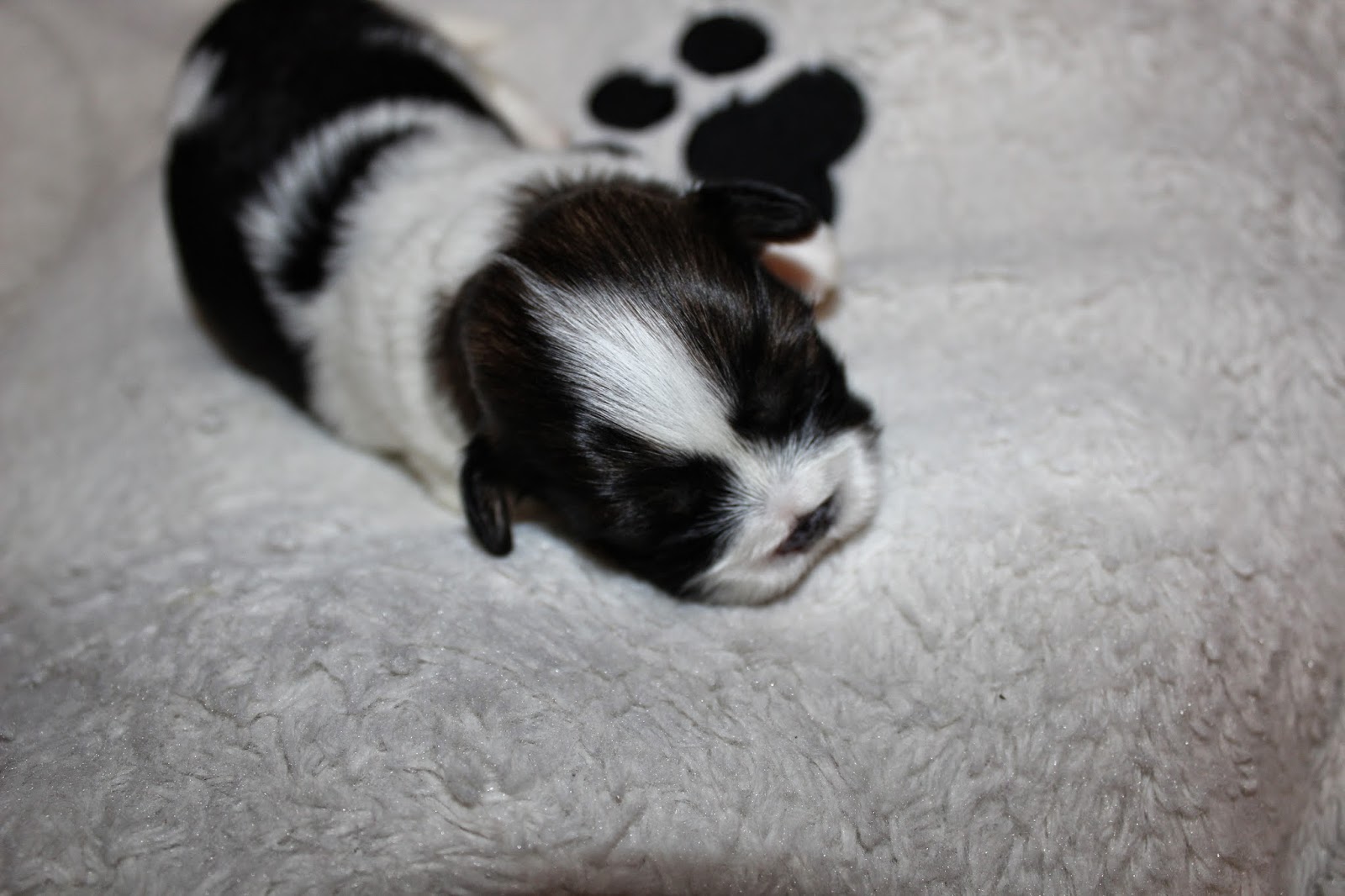 Lhasa Apso - Penny's Pups from birth to new homes: Pennys ...