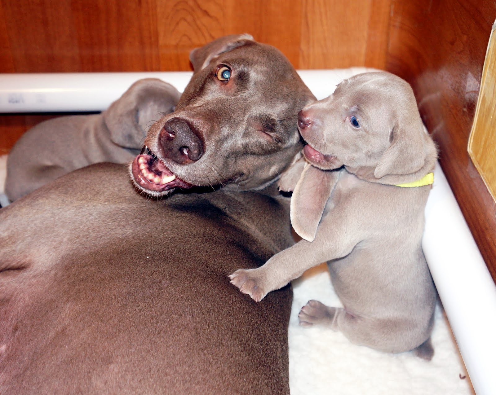 RoseWin Weimaraners CERVELO / LILY PUPS 24 days old.......