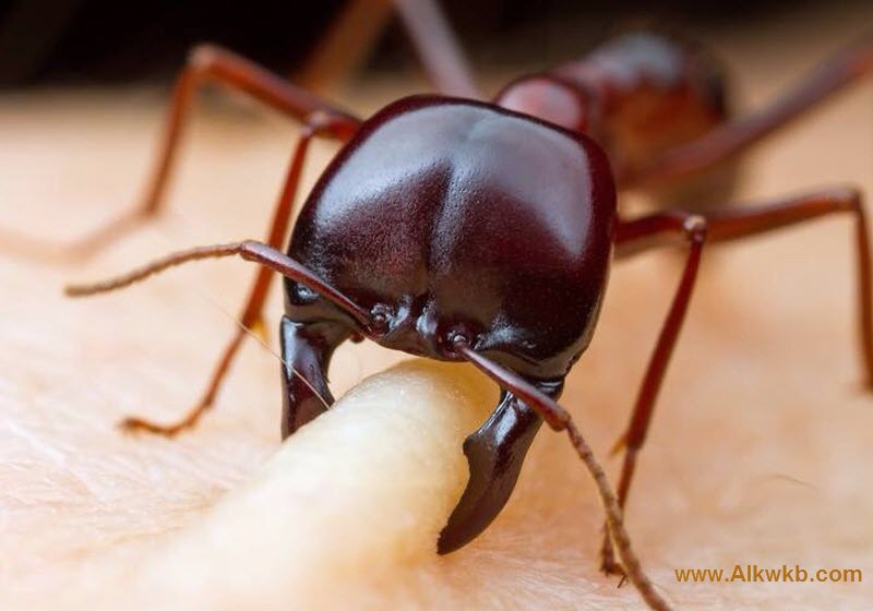 Dorylus Siafu Ants