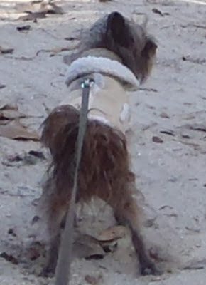harley rancher dog coat by dearmissmermaid.com
