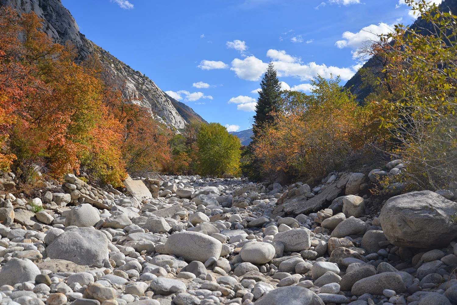 A school of fish Igneous Rocks