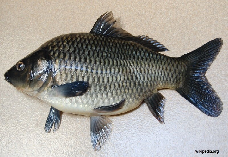 Umpan Ikan Tombro Buatan Sendiri yang Sudah Teruji Umpan Ikan Tombro Buatan Sendiri yang Sudah Teruji