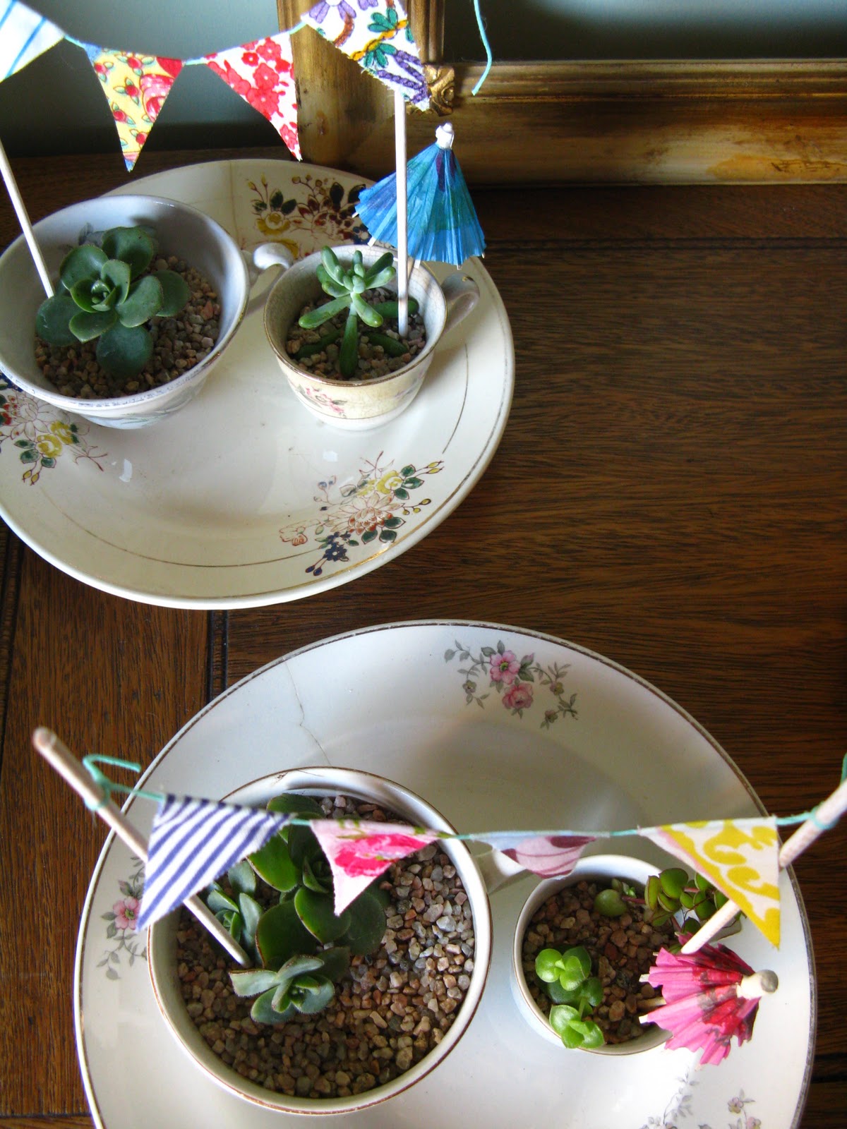 La Florinda: Jardincitos de suculentas exclusivos Casa Chaucha