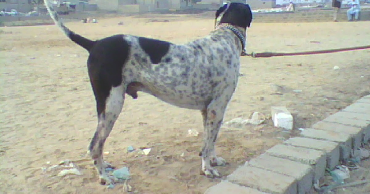 big dog for sale