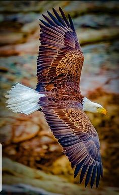 eagle images