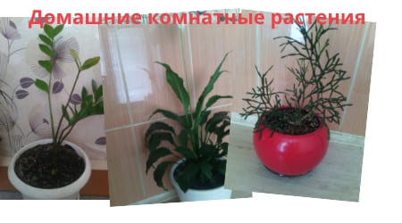 цветочные дела цветы