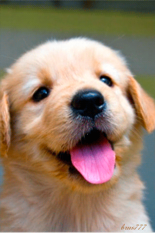 Animated+Puppy.gif