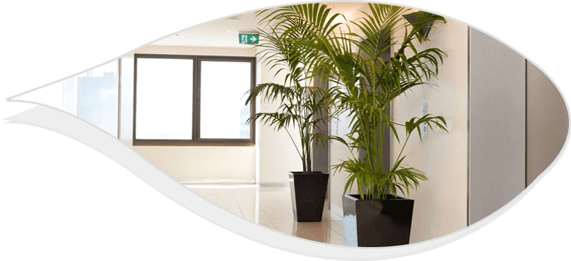 Best Indoor Plants For Office Plant Hire Services Desk Plants