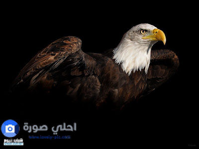 صور نسر صور نسر