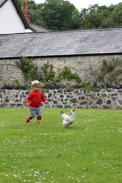 toddler chasing chicken
