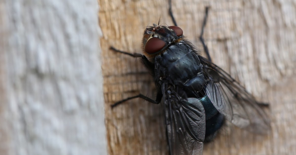 Gardener S Word Blue Bottle Flies On The Garden Fence