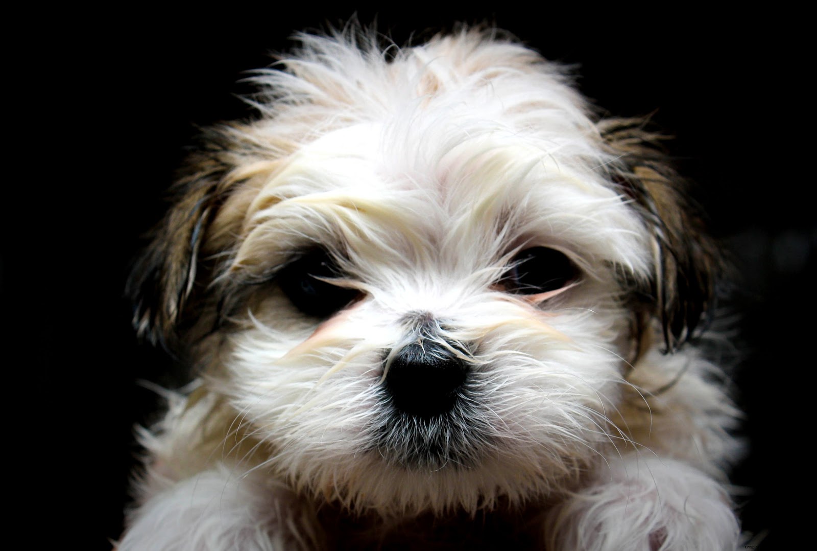 Maltese and Shih Tzu Puppies